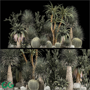 Collection of tropical plants of the desert 1117